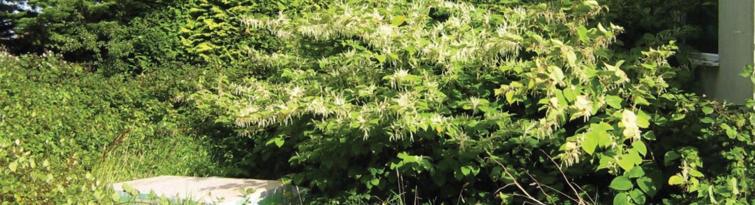 Japanese Knotweed Management Banner - Property Care Association